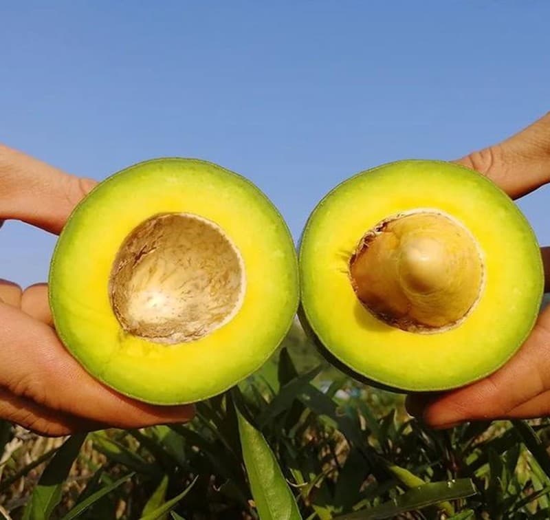 images/1678867044238Aguacates de México1.jpg